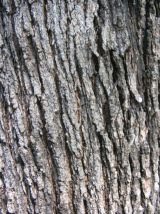 ROBLE | plantasmaderables11a